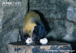 Illustration for article titled Monday Mustelid - Martes flavigula Edition